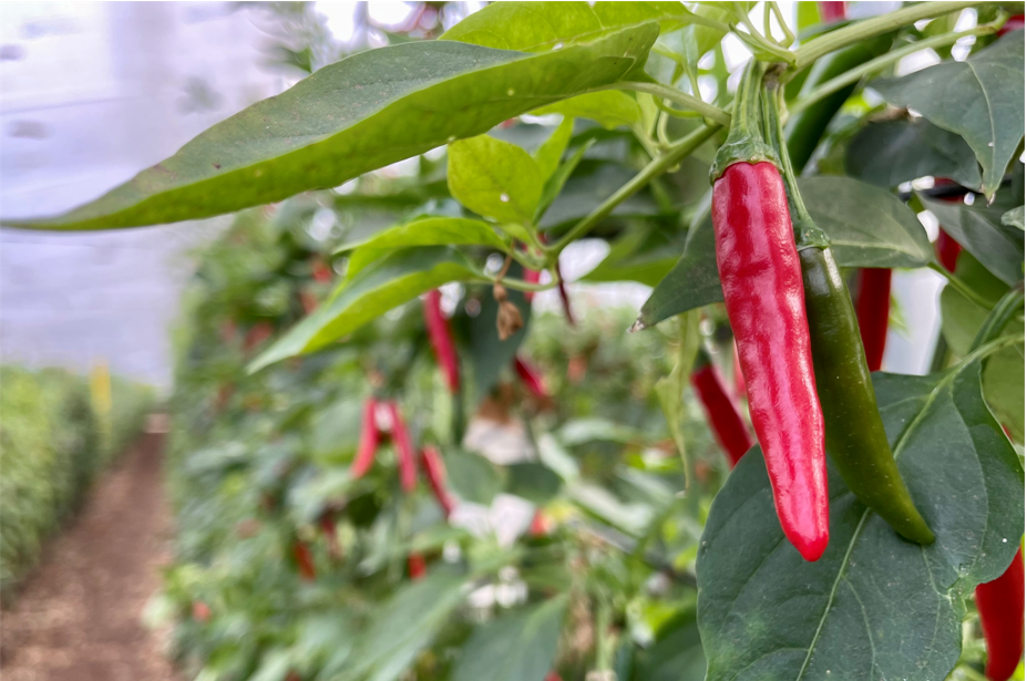Picante ojo de pájaro para salsas muy top La Caja Saludable