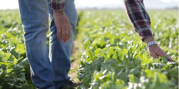Contribuye a un consumo responsable y sostenible con tu caja saludable La Caja Saludable