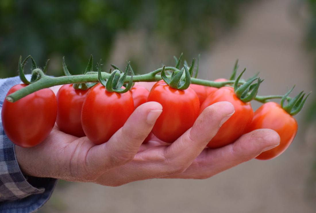 El bocado más dulce con el tomate Sugarino La Caja Saludable