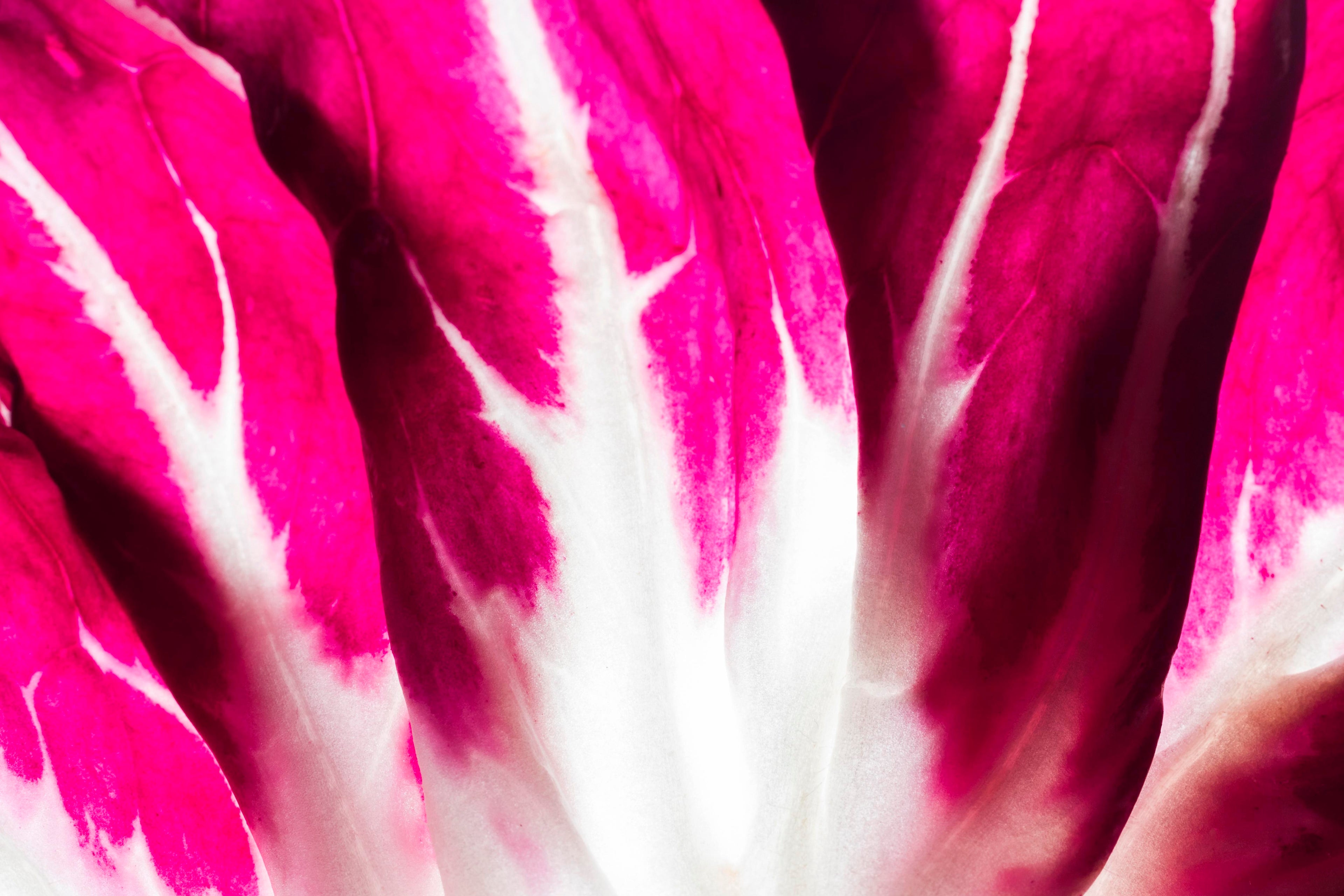 Radicchio, el color de moda también  en tus platos