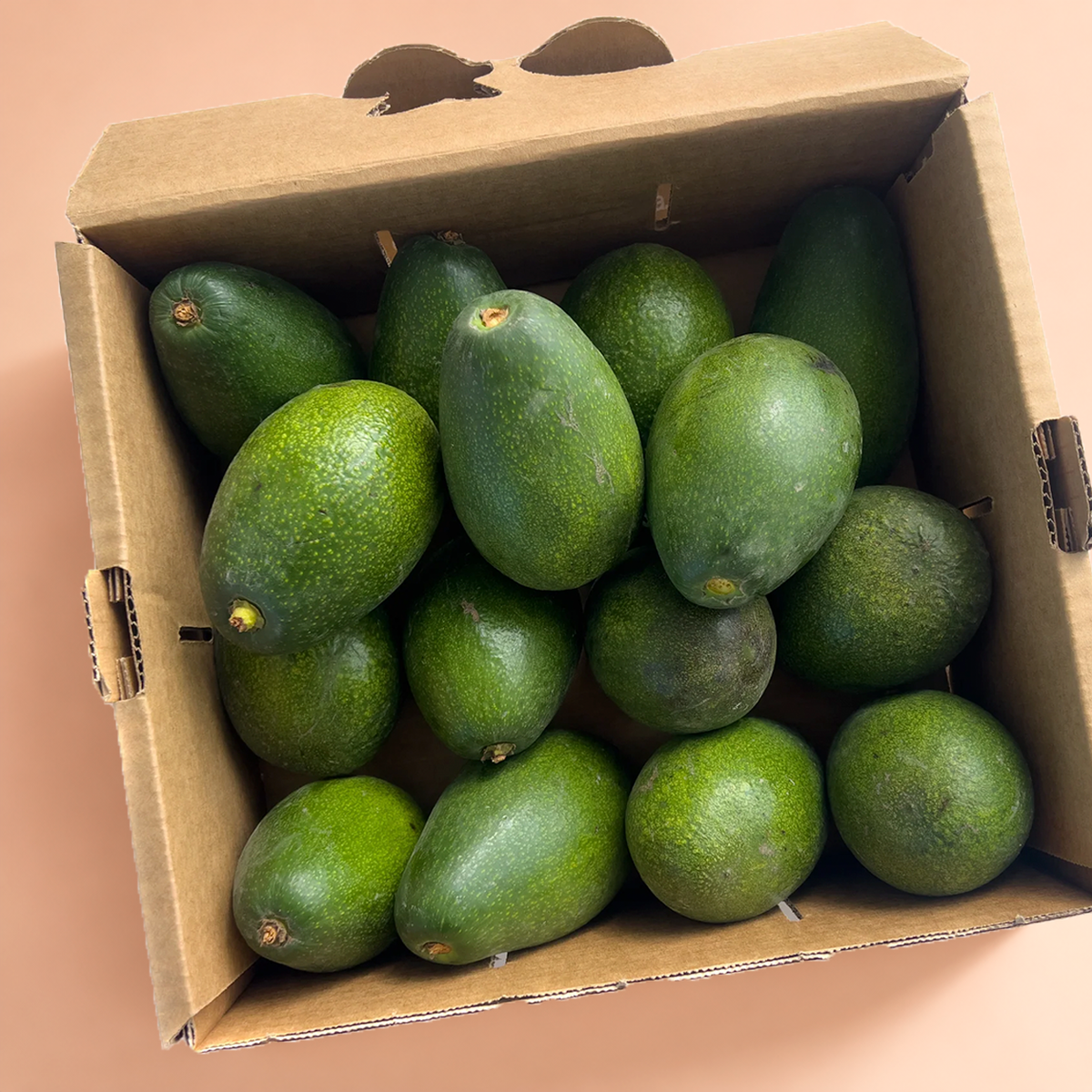 CAJA AGUACATE ECO