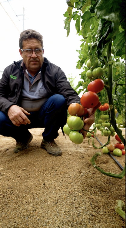 OFERTA FLASH │ TOMATES DE AUTOR