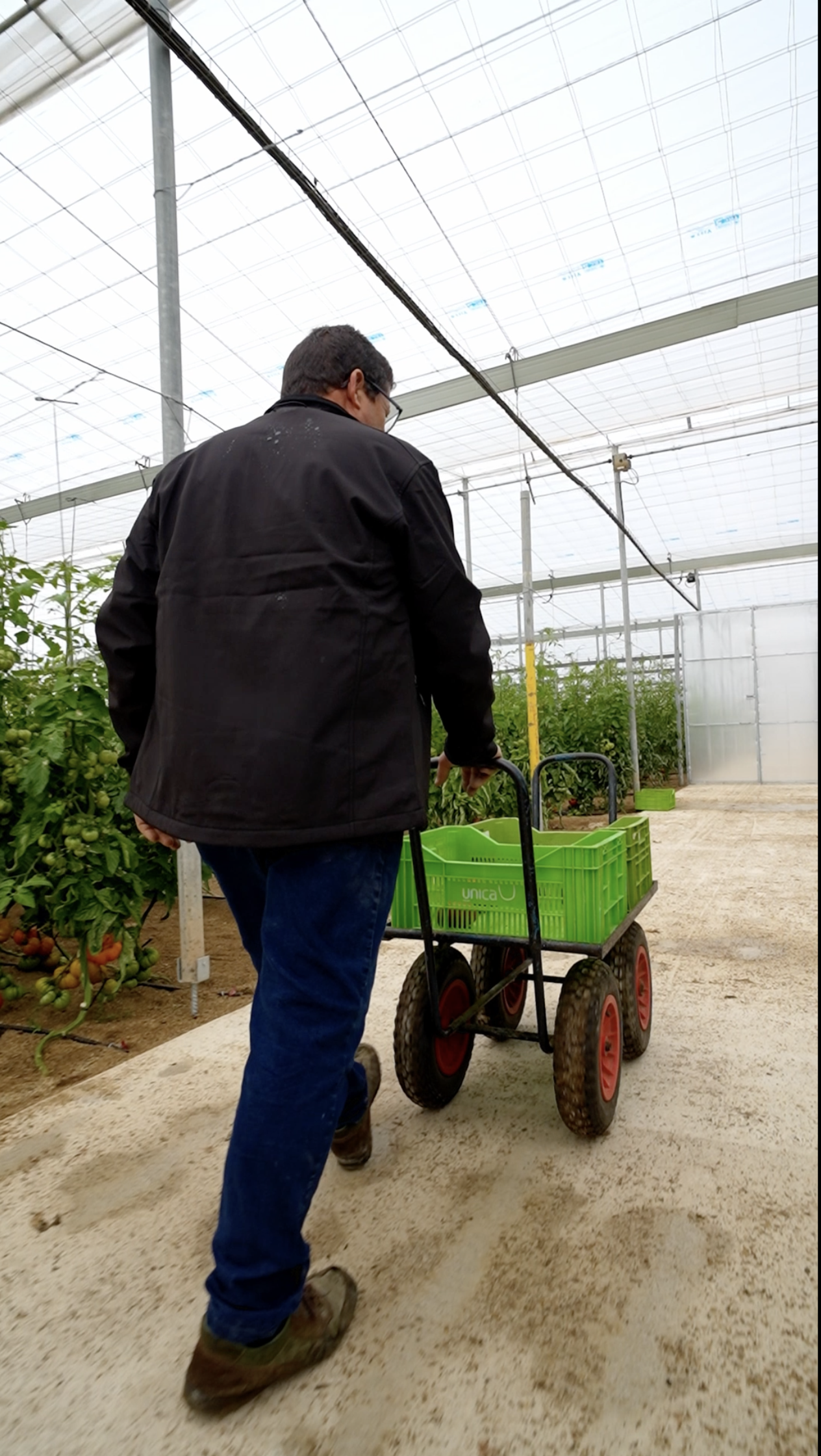 OFERTA FLASH │ TOMATES DE AUTOR