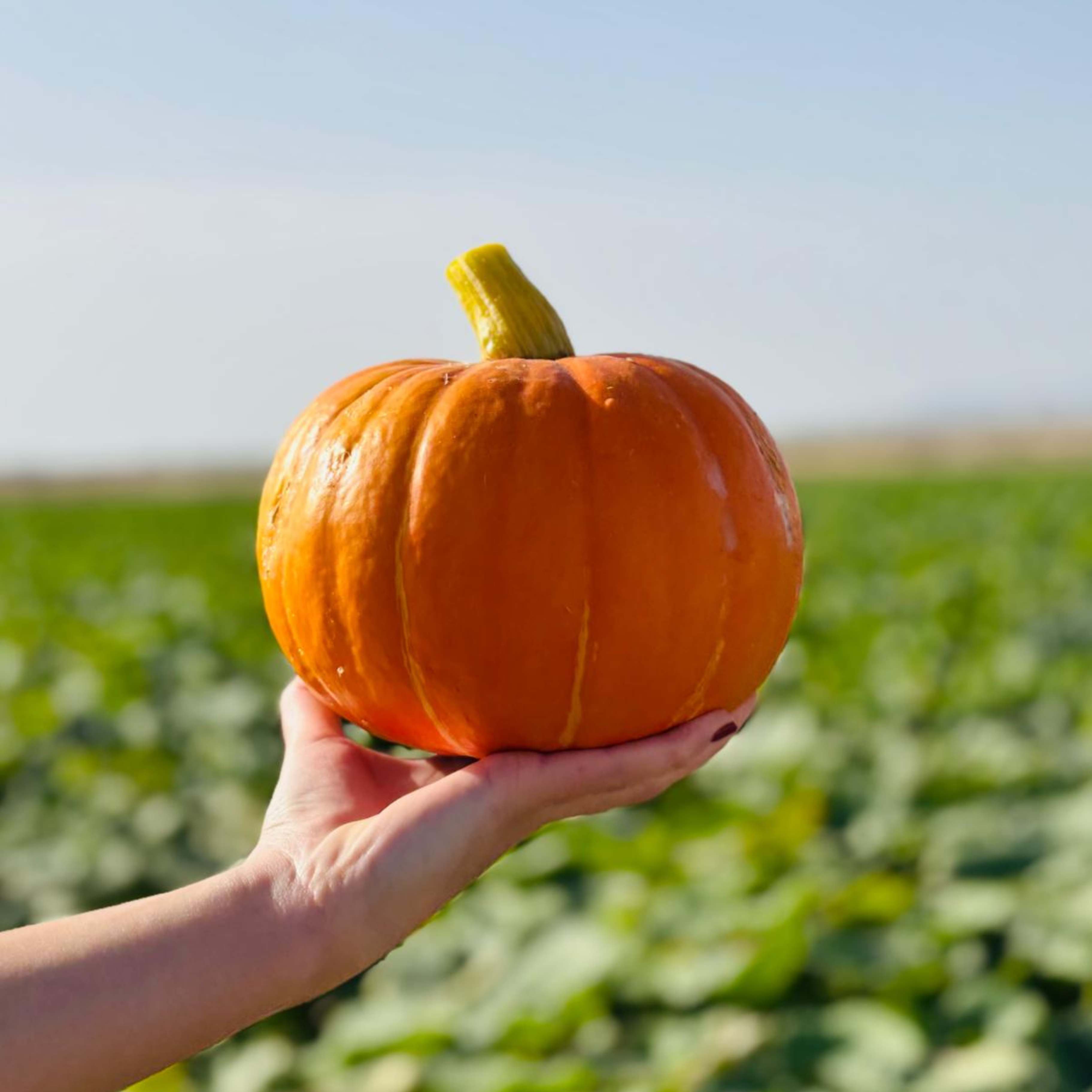 OFERTA FLASH | CALABAZA HOKKAIDO