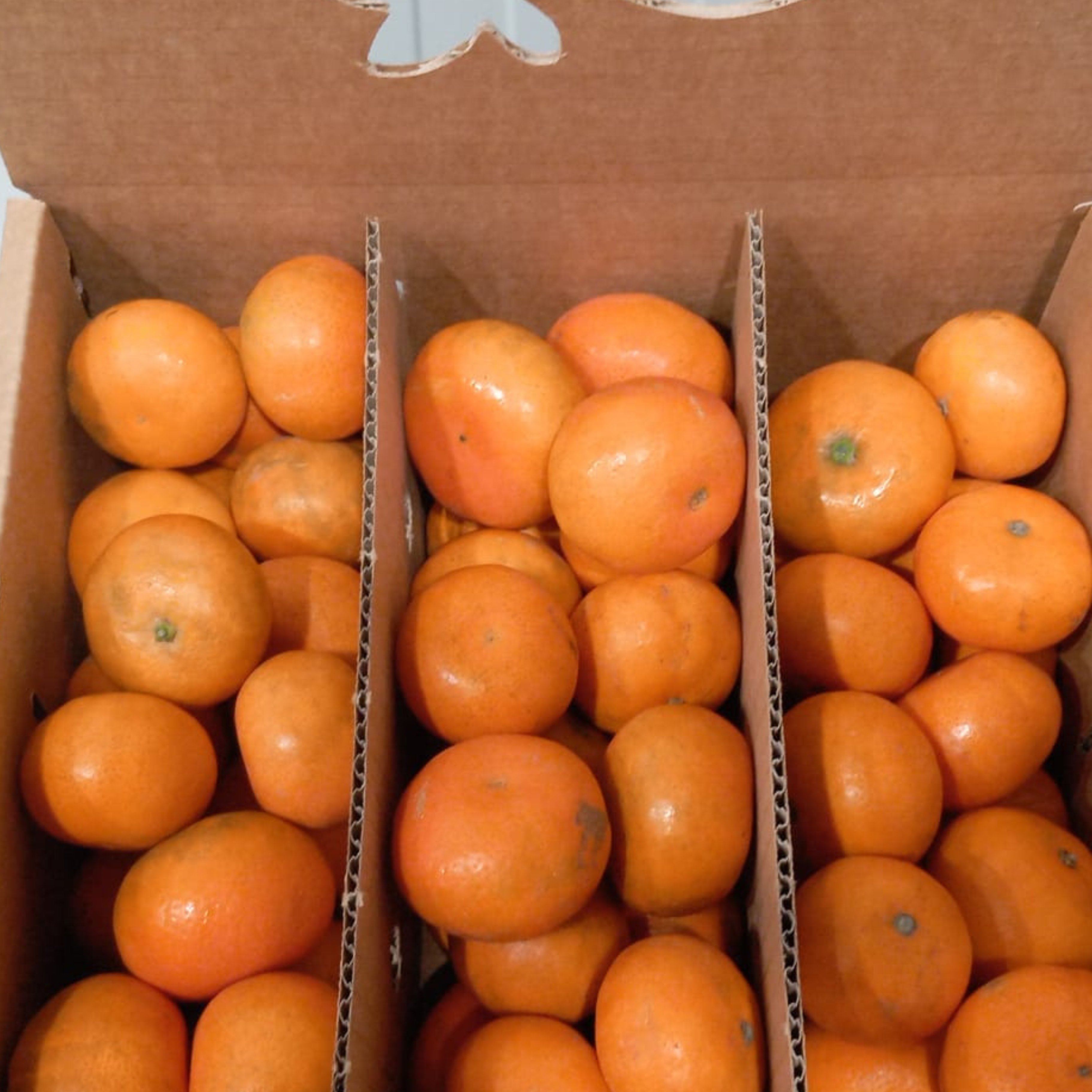 OFERTA FLASH | CLEMENTINA ECO