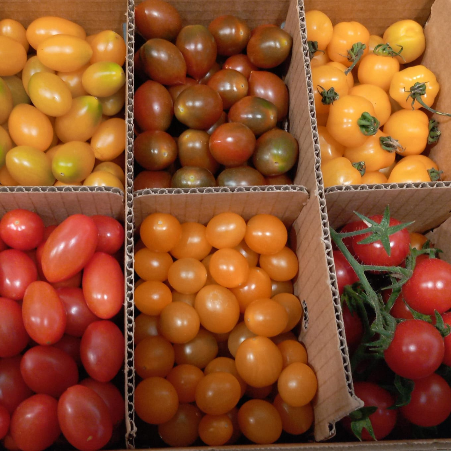 OFERTA FLASH │ TOMATES CHERRY MIX