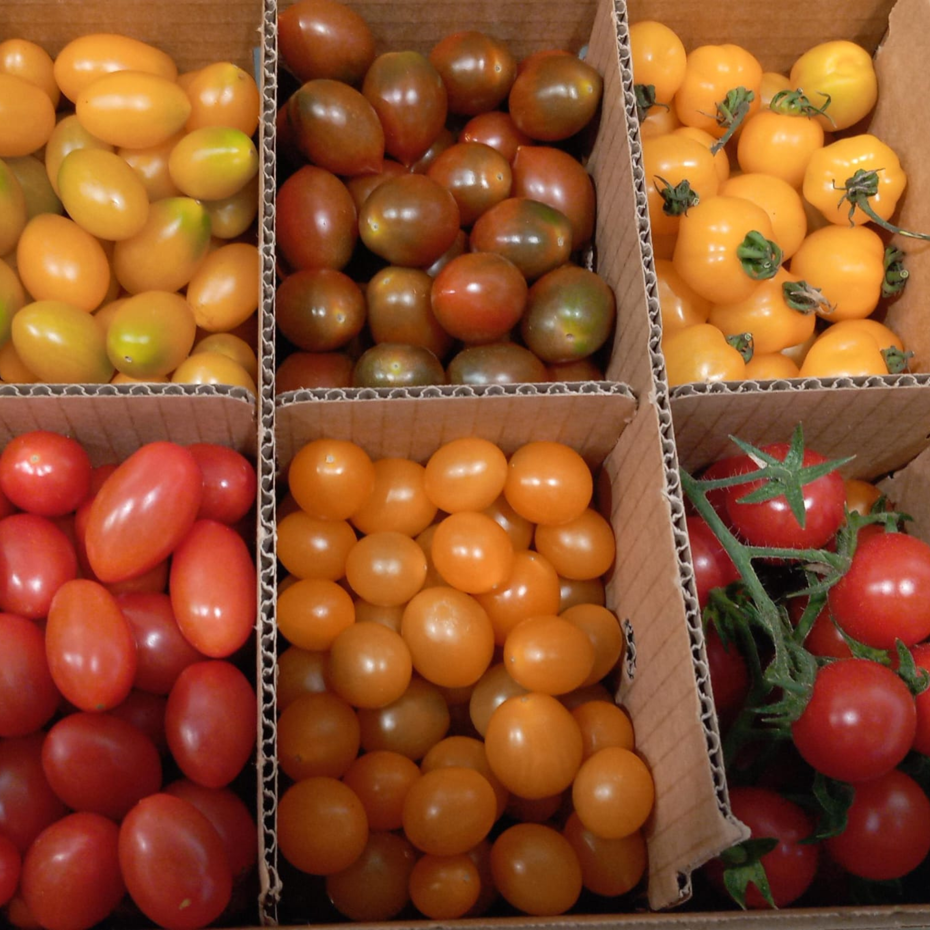 OFERTA FLASH │ TOMATES CHERRY MIX